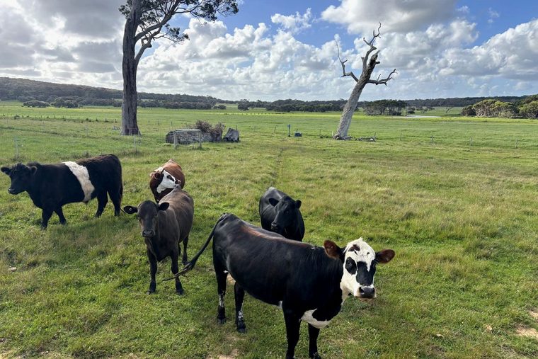 Cattle grazing in the paddock on the farm