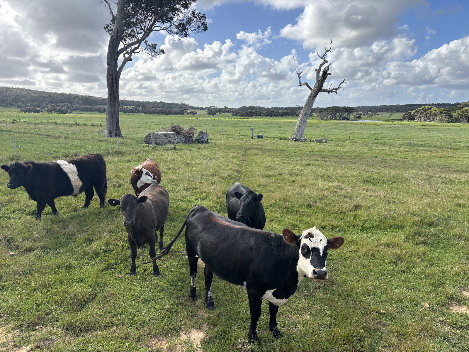 The herd in the green paddock