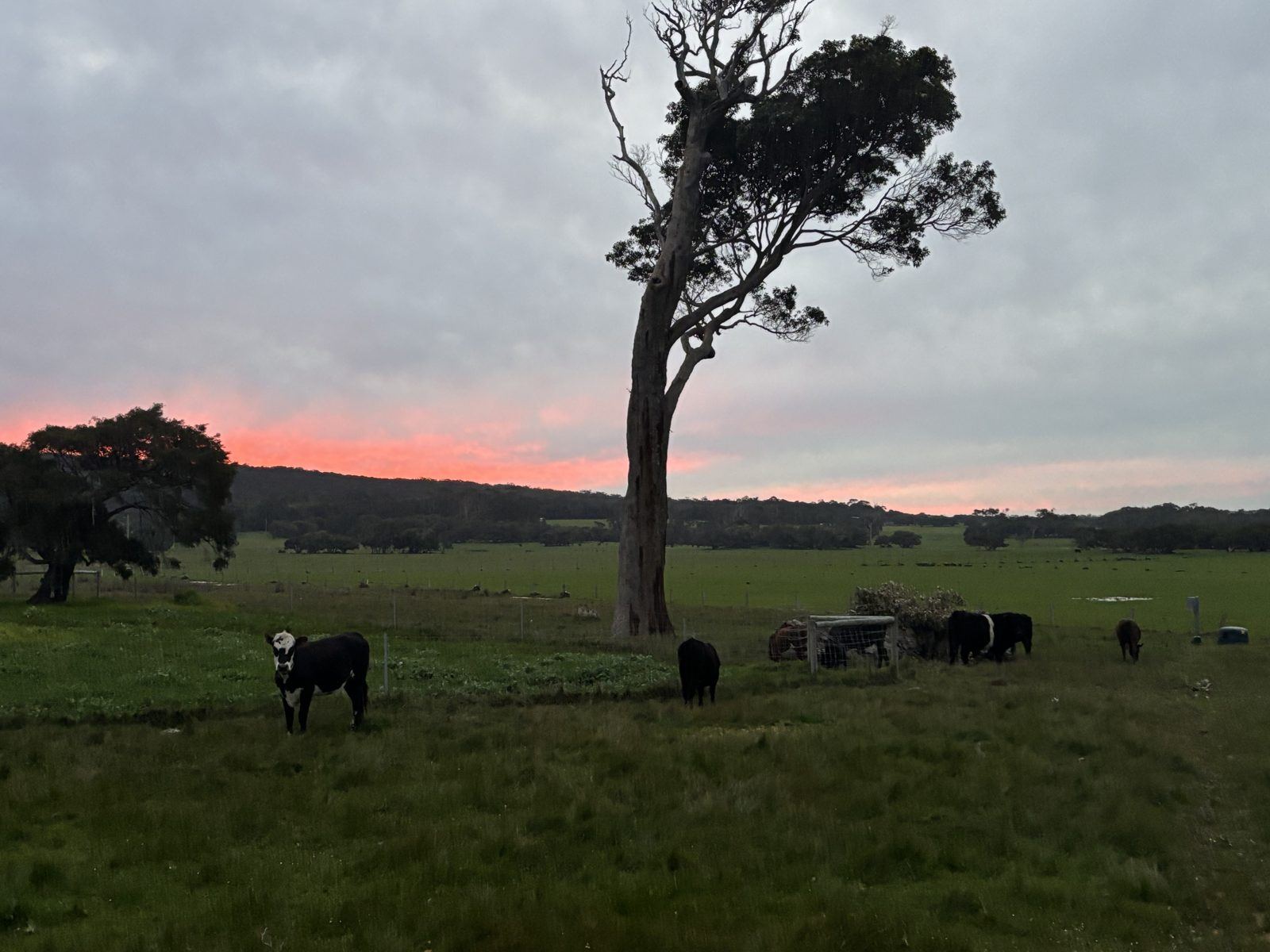 Cattle under the gum tree at sunset