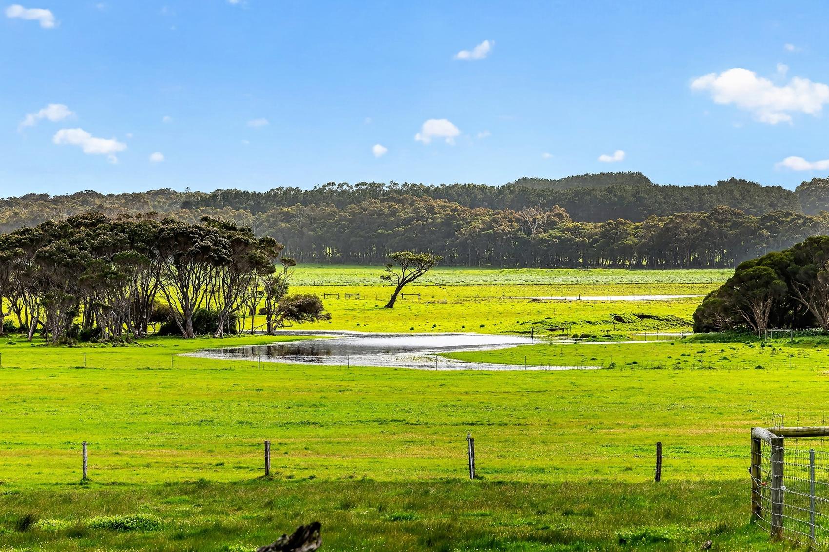 Open paddock and treeline